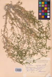 Смолевка приземистая M.Bieb., Восточная Европа, Нижневолжский район (E9) (Россия)