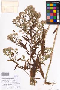 Symphyotrichum × salignum (Willd.) G. L. Nesom, Восточная Европа, Западный район (E3) (Россия)