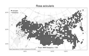 Rosa acicularis, Шиповник иглистый Lindl., Атлас флоры России (FLORUS) (Россия)
