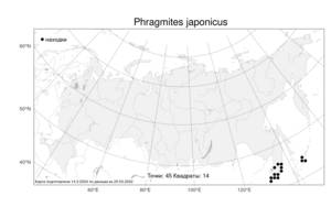 Phragmites japonicus, Тростник японский Steud., Атлас флоры России (FLORUS) (Россия)