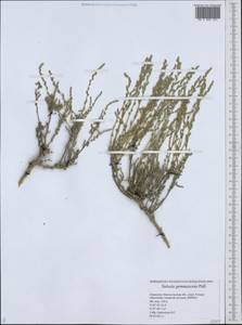 Caroxylon gemmascens subsp. gemmascens, Средняя Азия и Казахстан, Прикаспийский Устюрт и Северное Приаралье (M8) (Казахстан)