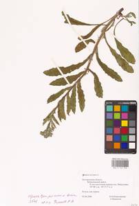 Кривоцвет полевой L., Восточная Европа, Центральный лесостепной район (E6) (Россия)