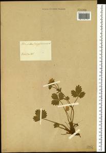 Лапчатка земляниковидная Willd. ex Schltdl., Сибирь, Дальний Восток (S6) (Россия)
