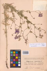 Delphinium consolida subsp. paniculatum (Host) N.Busch, Восточная Европа, Нижневолжский район (E9) (Россия)