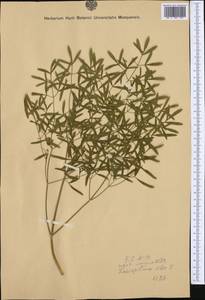 Siler montanum subsp. montanum, Западная Европа (EUR) (Австрия)