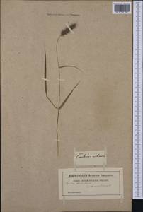 Колючещетинник реснитчатый L., Западная Европа (EUR) (Неизвестно)