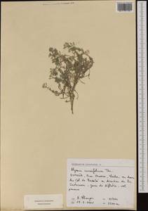 Alyssum cuneifolium Ten., Западная Европа (EUR) (Испания)