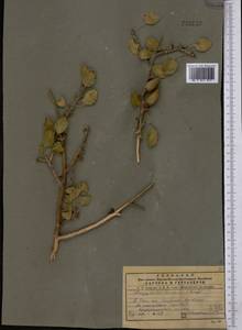 Prunus bucharica (Korsh.) B. Fedtsch., Средняя Азия и Казахстан, Памир и Памиро-Алай (M2) (Узбекистан)