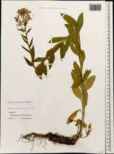 Hesperis matronalis subsp. adzharica (Tzvelev) Cullen, Кавказ, Грузия (K4) (Грузия)