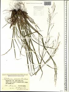 Achnatherum virescens (Trin.) Banfi, Galasso & Bartolucci, Кавказ, Грузия (K4) (Грузия)