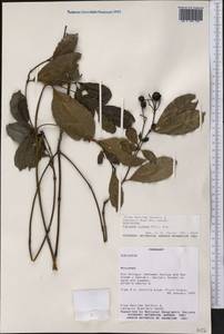 Faramea occidentalis (L.) A.Rich., Америка (AMER) (Парагвай)