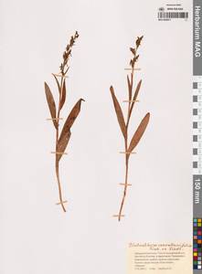 Любка ландышелистная (Fisch. ex Lindl.) Lindl., Сибирь, Чукотка и Камчатка (S7) (Россия)