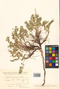 Oxytropis campestris subsp. rishiriensis (Matsum.) Toyok., Сибирь, Дальний Восток (S6) (Россия)