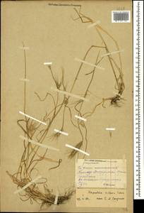 Дазипирум мохнатый (L.) Borbás, Кавказ, Черноморское побережье (от Новороссийска до Адлера) (K3) (Россия)