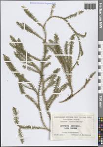 Spinulum annotinum subsp. annotinum, Восточная Европа, Северный район (E1) (Россия)