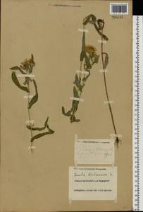 Pentanema britannicum (L.) D.Gut.Larr., Santos-Vicente, Anderb., E.Rico & M.M.Mart.Ort., Восточная Европа, Нижневолжский район (E9) (Россия)