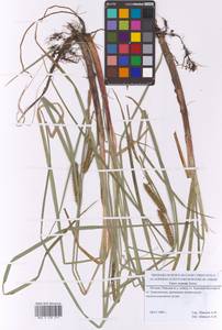 Осока носатая Stokes, Восточная Европа, Московская область и Москва (E4a) (Россия)