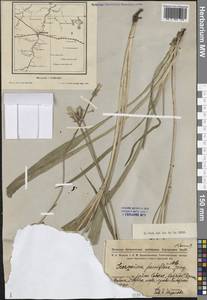 Козелец мелкоцветковый Jacq., Сибирь, Западная Сибирь (S1) (Россия)