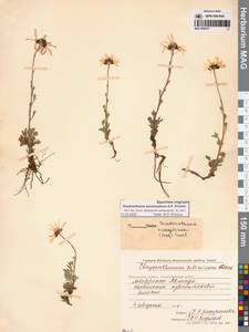 Chrysanthemum zawadzkii subsp. peleiolepis (Trautv.) Zuev, Сибирь, Чукотка и Камчатка (S7) (Россия)