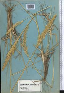 Вейник, Средняя Азия и Казахстан, Северный и Центральный Тянь-Шань (M4) (Киргизия)