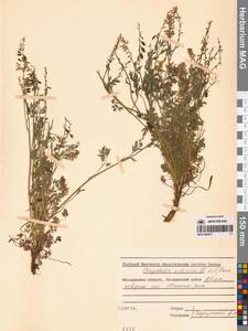 Хохлатка сибирская (L.fil.) Pers., Сибирь, Чукотка и Камчатка (S7) (Россия)