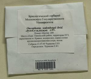 Brideliella wahlenbergii (Brid.) Fedosov, M. Stech & Ignatov, Гербарий мохообразных, Мхи - Архангельская и Вологодская области, Коми, Ненецкий АО (B7) (Россия)