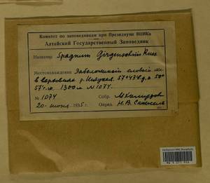 Sphagnum girgensohnii Russow, Гербарий мохообразных, Мхи - Западная Сибирь (включая Алтай) (B15) (Россия)
