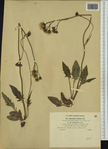 Hieracium bifidum subsp. sinuosifrons (Dahlst.) Zahn, Западная Европа (EUR) (Австрия)