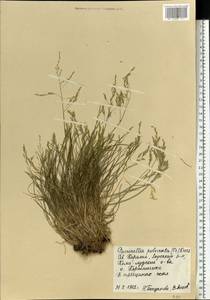 Puccinellia capillaris subsp. pulvinata (Fr.) Tzvelev, Восточная Европа, Северный район (E1) (Россия)