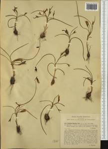 Romulea ligustica Parl., Западная Европа (EUR) (Италия)