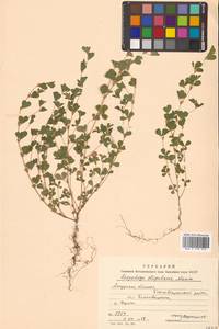 Куммеровия прилистниковая (Maxim.) Makino, Сибирь, Дальний Восток (S6) (Россия)