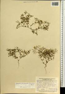 Saponaria floribunda (Kar. Kir.) Boiss., Монголия (MONG) (Монголия)