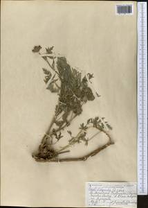 Жабрица порезниковая (L.) W. D. J. Koch, Средняя Азия и Казахстан, Джунгарский Алатау и Тарбагатай (M5) (Казахстан)