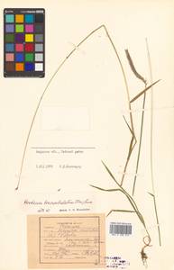 Ячмень короткоостистый (Trin.) Link, Сибирь, Дальний Восток (S6) (Россия)