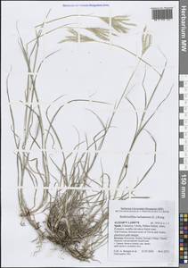 Бородач обыкновенный (L.) Keng, Западная Европа (EUR) (Испания)