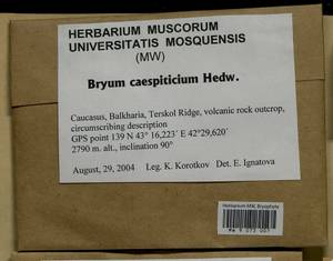 Ptychostomum imbricatulum (Müll. Hal.) Holyoak & N. Pedersen, Гербарий мохообразных, Мхи - Северный Кавказ и Предкавказье (B12) (Россия)