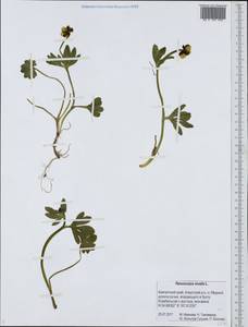 Лютик снеговой L., Сибирь, Чукотка и Камчатка (S7) (Россия)