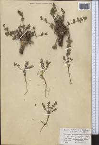 Порезник туркестанский M. Hiroe, Средняя Азия и Казахстан, Западный Тянь-Шань и Каратау (M3) (Киргизия)