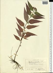 Посконник конопляный L., Восточная Европа, Латвия (E2b) (Латвия)