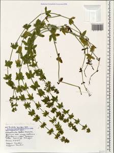 Круциата гладконогая Opiz, Кавказ, Черноморское побережье (от Новороссийска до Адлера) (K3) (Россия)