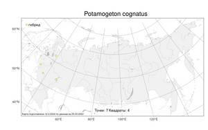 Potamogeton cognatus, Рдест родственный Asch. & Graebn., Атлас флоры России (FLORUS) (Россия)