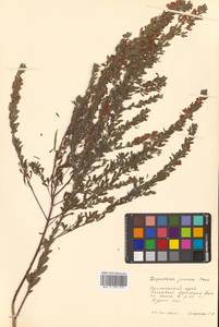 Леспедеца ситниковая (L.f.) Pers., Сибирь, Дальний Восток (S6) (Россия)