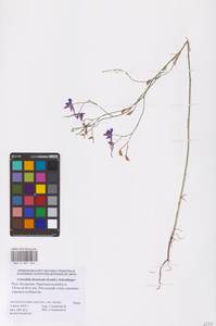 Delphinium consolida subsp. divaricatum (Ledeb.) A.Nyár., Восточная Европа, Нижневолжский район (E9) (Россия)