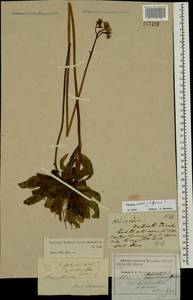 Pilosella cymiflora (Nägeli & Peter) S. Bräut. & Greuter, Восточная Европа, Московская область и Москва (E4a) (Россия)