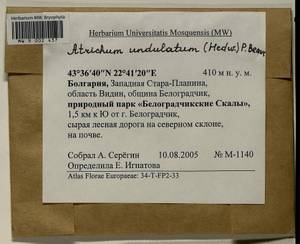 Atrichum undulatum (Hedw.) P. Beauv., Гербарий мохообразных, Мхи - Западная Европа (BEu) (Болгария)