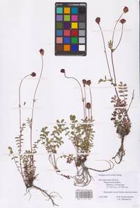 Poterium sanguisorba subsp. sanguisorba, Восточная Европа, Центральный лесостепной район (E6) (Россия)