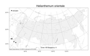 Helianthemum orientale, Солнцецвет восточный (Grosser) Juz. & Pozdeeva, Атлас флоры России (FLORUS) (Россия)