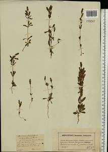 Горечавочка горьковатая (L.) Börner, Восточная Европа, Московская область и Москва (E4a) (Россия)