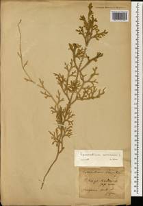 Palhinhaea cernua (L.) Vasc. & Franco, Зарубежная Азия (ASIA) (Япония)