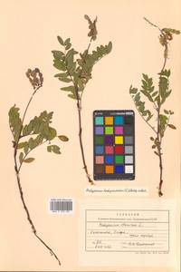 Копеечник копеечниковый (L.) Schinz & Thell., Сибирь, Чукотка и Камчатка (S7) (Россия)